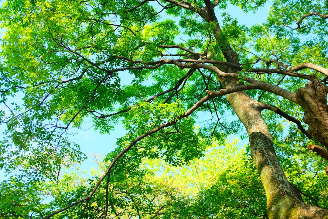 Environmental-friendly tree service practices